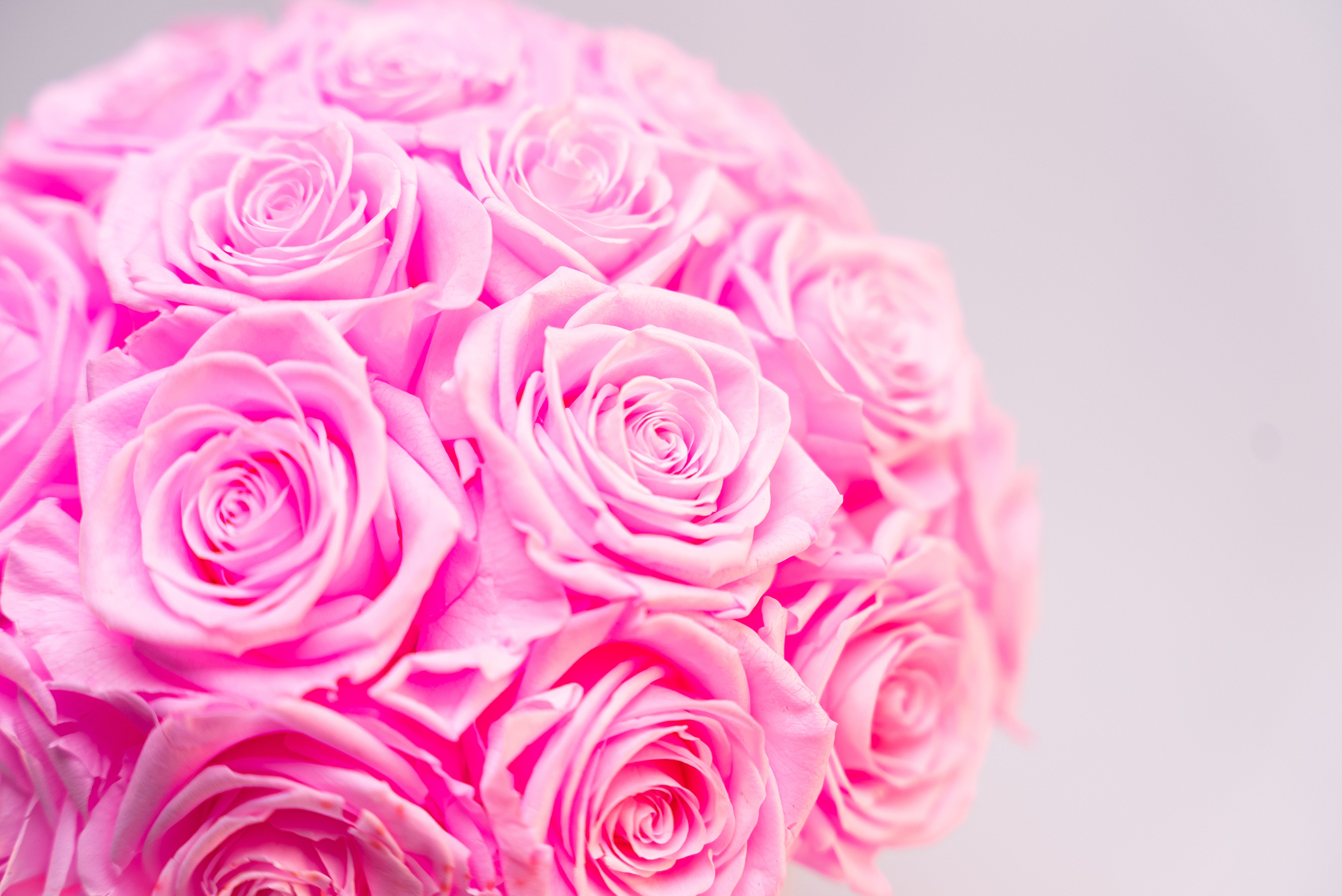 Domo de Rosas Preservadas — Pequeno | 25 Rosas Eternas
